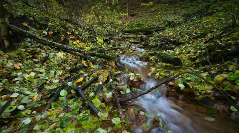 4k timelapse of stream in wild forest at autumn Stock Footage 59081525