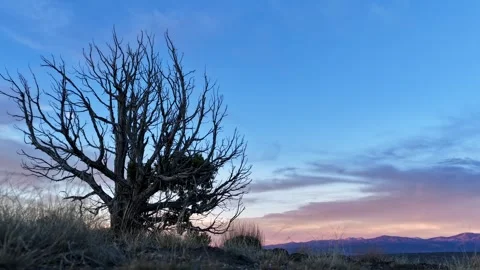 4K Timelapse: Subtle Push Towards Lone Bare Tree At Sunset Stock Footage 339839104