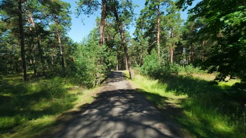 4K - Timelapse of a summer walk through a pine forest from the first person Stock Footage 207199131