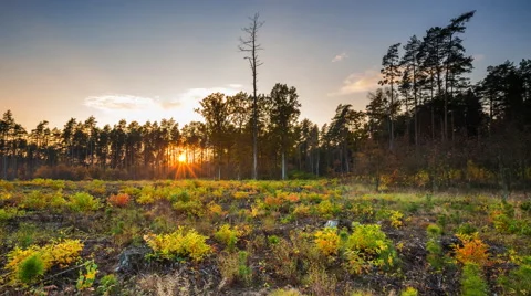 4k timelapse sunset in autumn forest. Beautiful european forest. Stock Footage 69007899