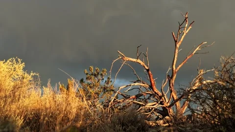 4K Timelapse Of Sunset Light On Dead Tree Skeleton And Fading Rainbow Stock Footage 340266933