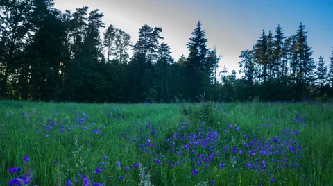 4k timelapse of sunset over meadow with blooming bluebells flowers Stock Footage 63842373