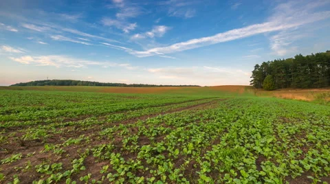 4k timelapse of sunset sky over young rape field Stock Footage 58933604