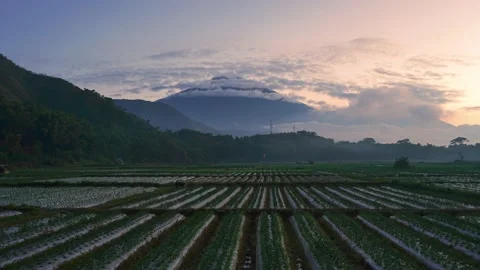4k Timelapse sunset with a view of the rice field pattern and the background Stock Footage 201484542