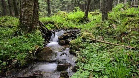 4k timelapse tilt up shot of a mountain stream, Romania. Stock Footage 77140302