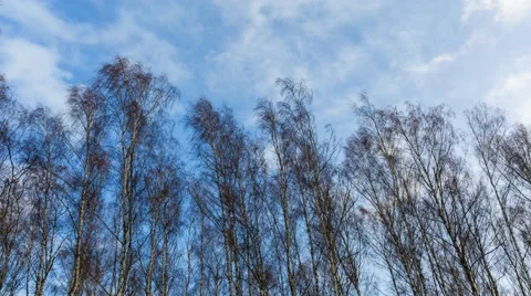 4k timelapse of top of birch tree forest moving on wind Stock Footage 60062867