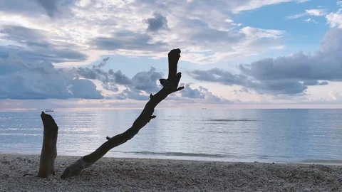 4K Timelapse Tree Log Sunset Beach Stock Footage 107843586