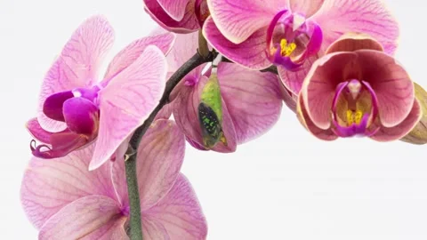 4K timelapse video of the emergence of the Graphium Agamemnon Butterfly Stock Footage 239187403