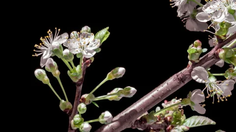 4K Timelapse of White Cherry Blossoms Blooming on Black Background Stock Footage 309395833