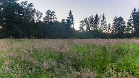 4k TIMELAPSE: wild meadow in forest at evening. Motion time lapse. Stock Footage 156108640
