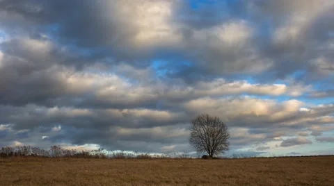 4k timelapse of withered tree and grassland under cloudy sky Stock Footage 60606287
