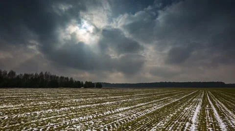 4k timelapse of young cereal field under cloudy sky at early springtime Video stock 60993445