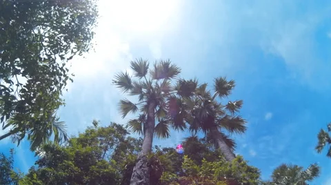 4K TimelapseClouds moving through the trees Stock-Footage 64580375