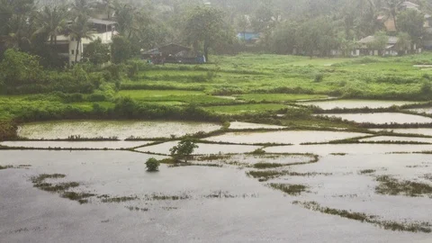 4k timelpase of monsoon rain in open grass field Video stock 92909938