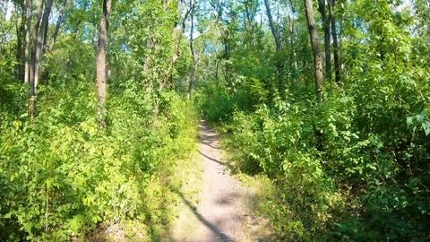 4k Timewarp Through Forest Path Stock Footage 113053465