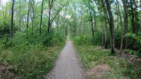4K Timewarp Walk Through Forest Stock Footage 113053533