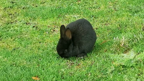 (4K) Tiny Black Rabbit Eating Grass in City of Richmond in BC Canada Stock Footage 220244865