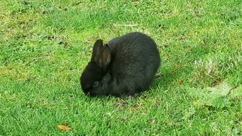 (4K) Tiny Black Rabbit Eating Grass in City of Richmond in BC Canada Stock Footage 220245451