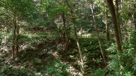 4K tiny figure of backpacker hiking through lush green forest in summer Vidéo 145442514