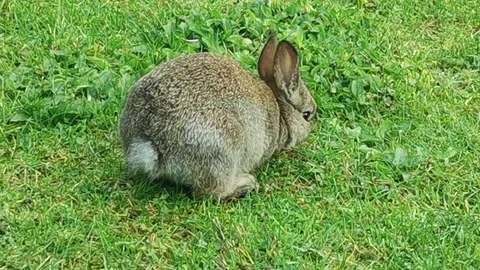 (4K) Tiny Gray Rabbit Eating Grass in City of Richmond in BC Canada Stock Footage 220244705