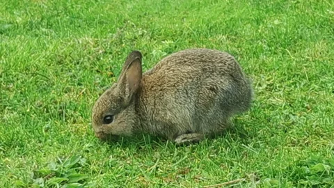 (4K) Tiny Gray Rabbit Eating Grass in City of Richmond in BC Canada Stock Footage 220245452