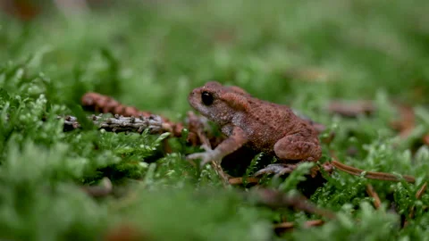 4K Toad in nature Closeup Stock Footage 169396652