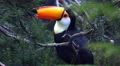 4k Toco Toucan bird between tree branches and leafes 4k or 4k+ Resolution