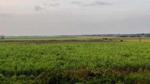 4K Top Angle View of Afternoon Sugar Cane Plantation - Lush Green Landscape Video stock 280128583