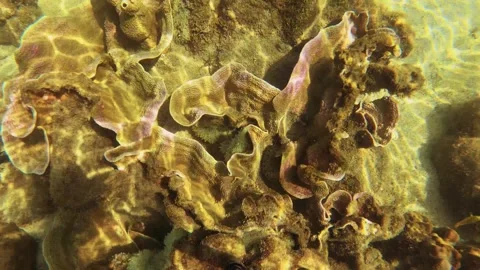 4k top to bottom view of natural aquarium of Montipora Capricornis plate vase co Stock-Footage 240483436