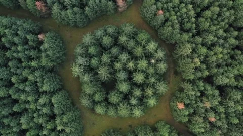 4K Top Down Aerial View of Dense Green Forest Canopy and Path Stock Footage 325807870