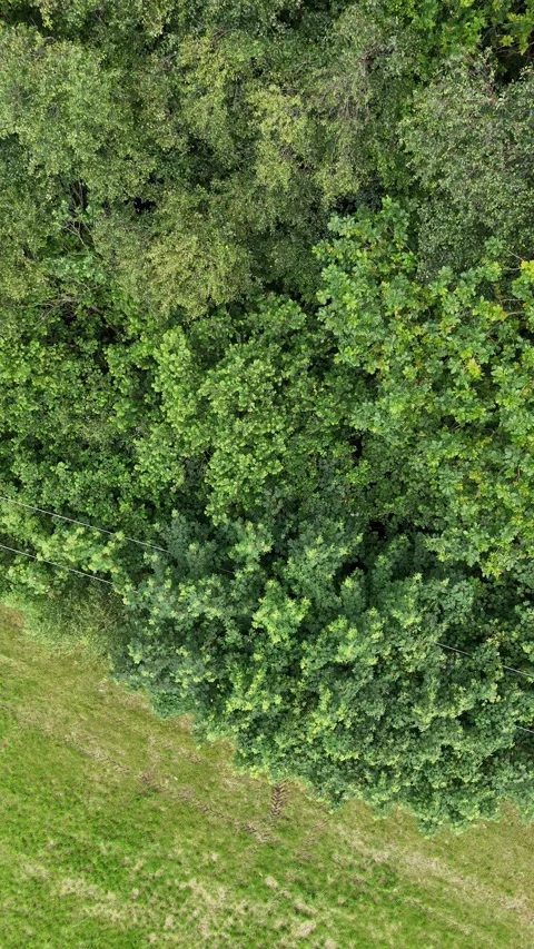 4K Top Down Aerial View of Dense Green Forest Canopy Stock Footage 337855777
