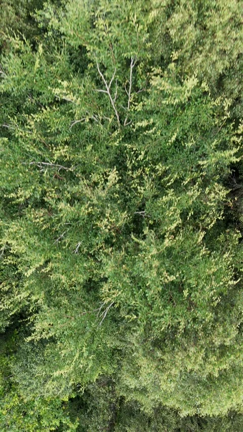 4K Top Down Aerial View of Dense Green Forest Canopy Vídeos de archivo 337855805
