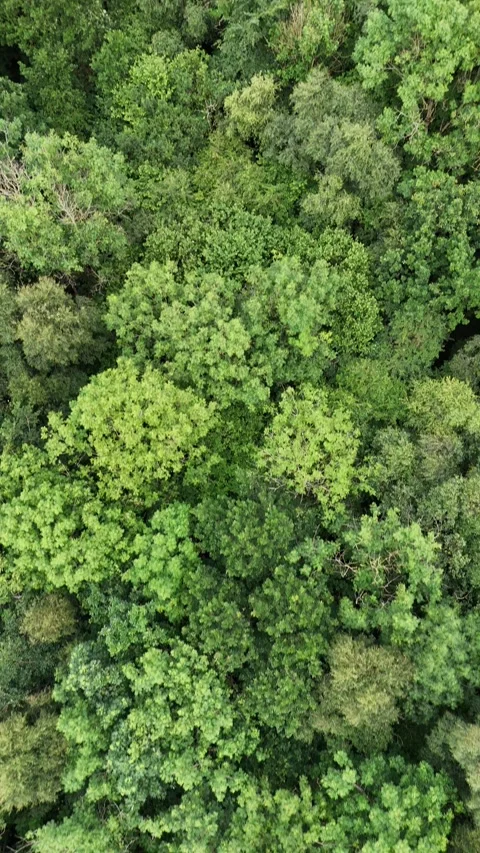 4K Top Down Aerial View of Dense Green Forest Canopy Stock-Footage 337855816