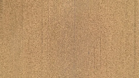 4k top down aerial of wheat spikes whispering with each other Stock Footage 116191201