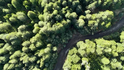 4K Top-Down Drone Footage Flying above Dense Green Forest with Curvy Road Vídeos de archivo 318659727