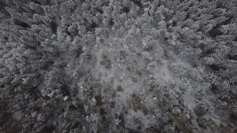 4K Top Down drone video flying above snowy forest Stock Footage 123292216