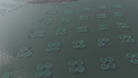 4K Top down drone video of fish ponds 2 Stock Footage 300293971