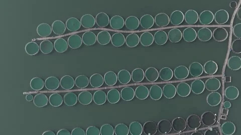 4K Top down drone video of fish ponds 3 Stock Footage 300293993