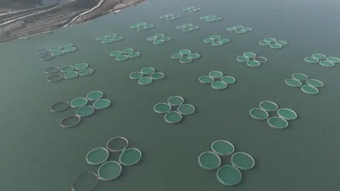 4K Top down drone video of fish ponds 4 Stock Footage 300294028