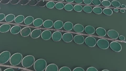 4K Top down drone video of fish ponds 5 Video stock 300294054