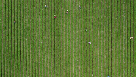 4K top down of people running by the green strawberry field, California, USA Video stock 135816225