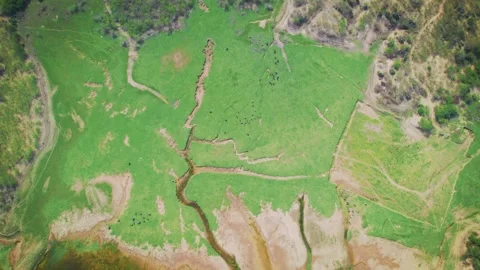 4K top down rotating shot of green meadow and dried river bed pattern at Kutch,  Stock Footage 276096171
