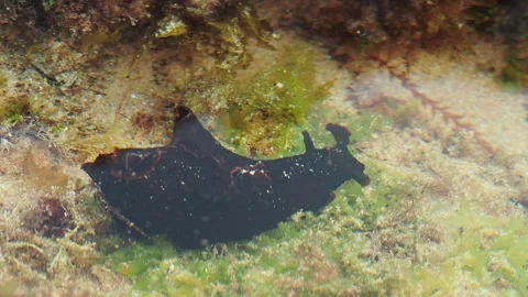 4K top-down shot of a dark sea hare mollusk slowly crawling over algae-covered Stock Footage 345777510
