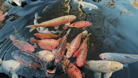 4K top-down shot of hungry colorful Koi carp crowding together at the water Stock Footage 345132956
