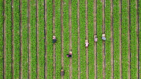 4K top down time lapse of seasonal workers. Beautiful nature landscape at summer Vidéo 135487498
