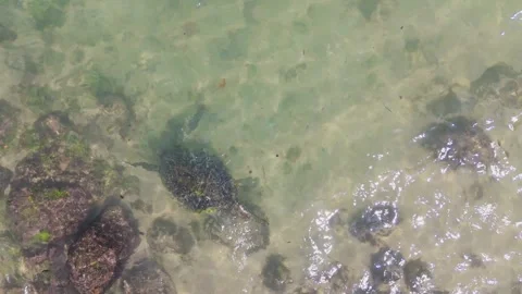 4K Top Down View of Marine Turtle Gliding in Clear Tropical Waters Stock Footage 317247835
