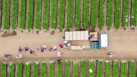 4K top down view on strawberry harvesting. Beautiful summer green fruit field Stock Footage 135488014