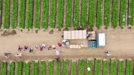 4K Top Down View On Strawberry Harvesting. Beautiful Summer Green Fruit Field Stock Footage