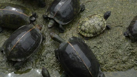 4K top view of Asian pond turtles eating a green leaf on a rock 스톡 동영상 337090476
