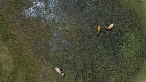 4k Top view of cows graze in meadow on summer day irrl. Stock Footage 219896205